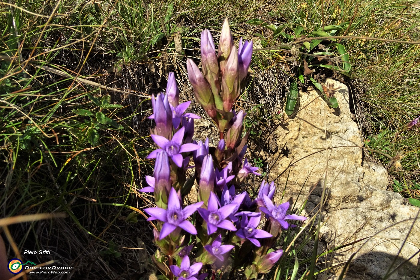 38 Gentiana anisodonta ramosa.JPG